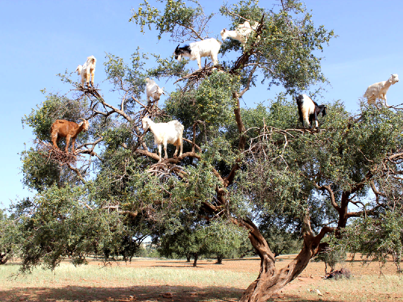 <br />
<b>Warning</b>: Undefined variable $i in <b>/home/bestridefg/www/app/Views/public/show_single.php</b> on line <b>70</b><br />
Agadir à Taroudant Une excursion découverte intéressante